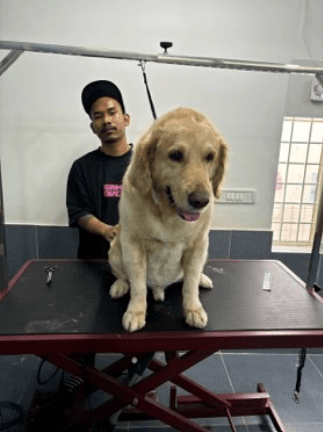 Professional pet grooming - Golden Retriever