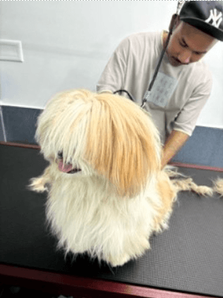 Professional pet grooming - Long-haired dog
